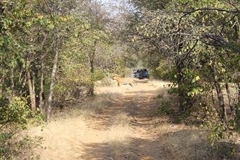 Jungle View Resort Sawai Madhopur Bagian luar foto